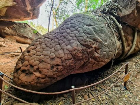 cave in thailand that looks like a snake|This Giant Snake Rock in Thailand Is a Fascination of。